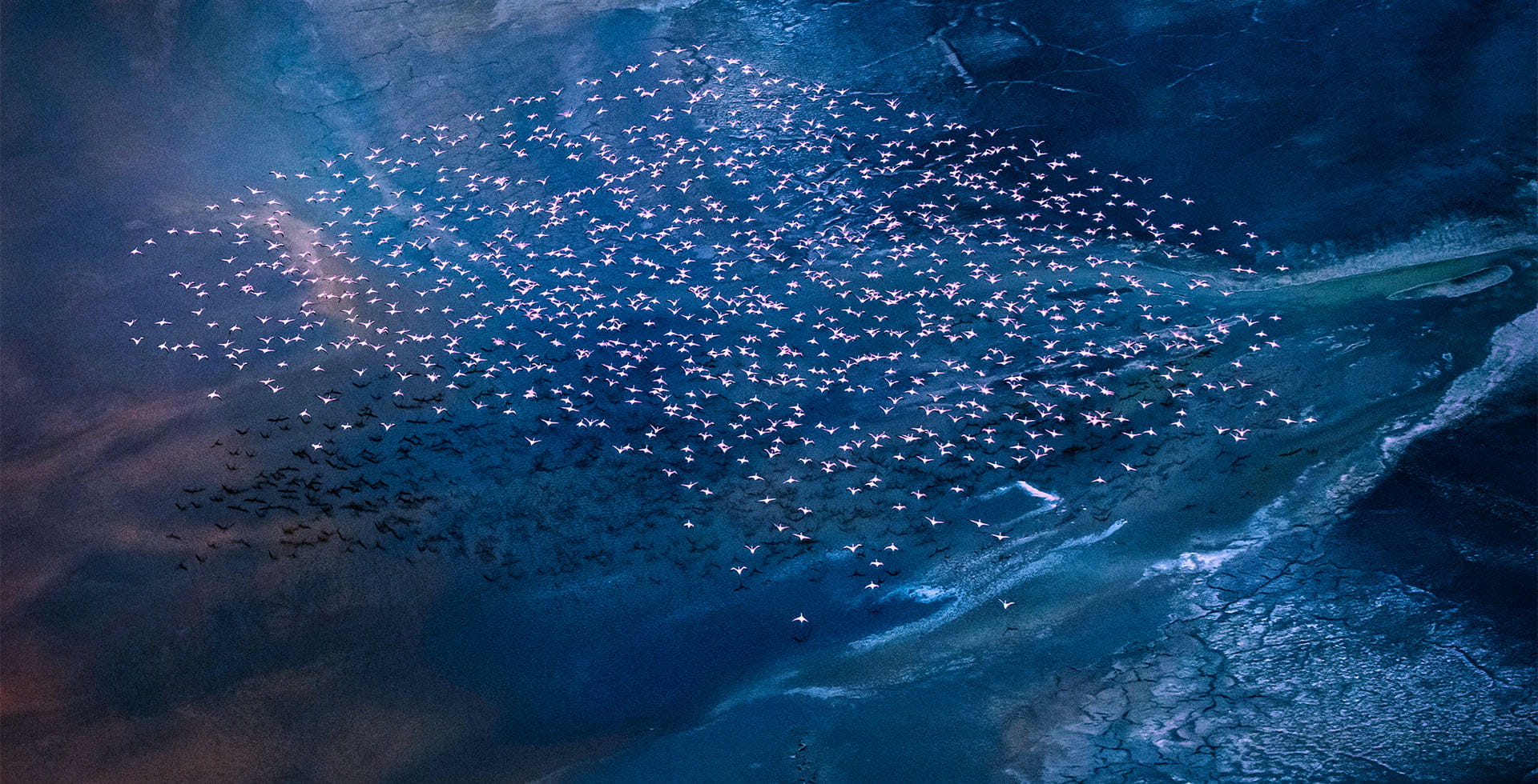 Photo taken from a helicopter flying low over Lake Magadi on the southern border of Kenya with flock of Lesser Flamingos in flight against vibrant colors from the minerals in the water.