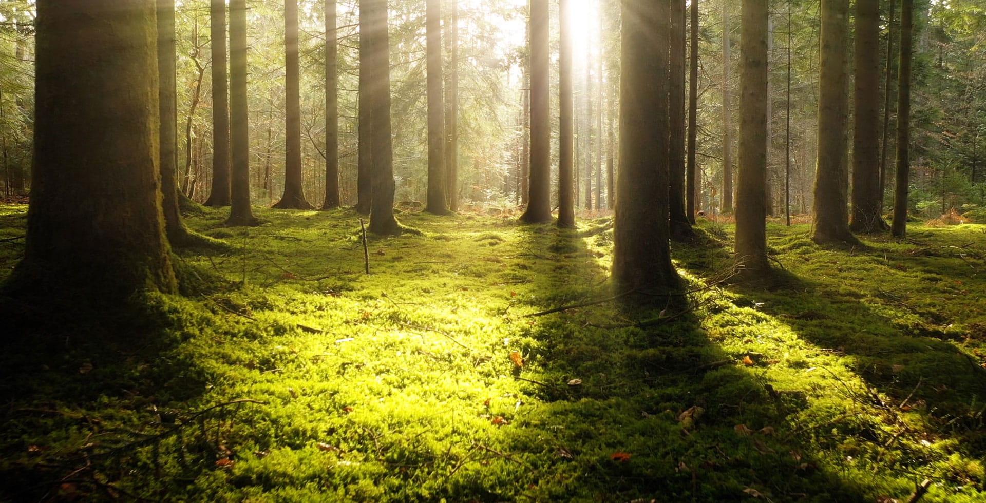 International Green Gown Awards